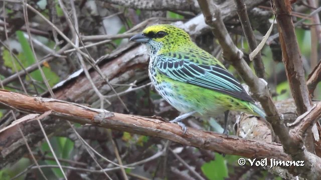 Speckled Tanager - ML201108711