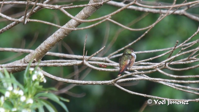 Scintillant Hummingbird - ML201108731