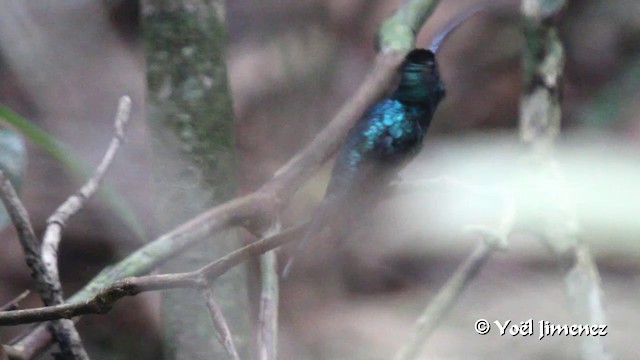 kolibřík šedobřichý - ML201108761