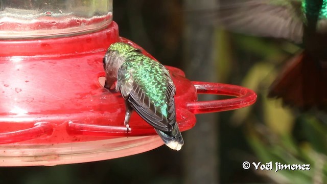 kolibřík safírovohrdlý - ML201108861