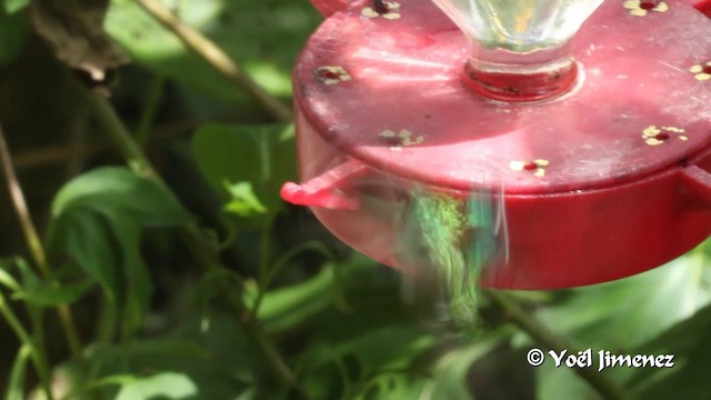 Violet-headed Hummingbird - ML201108881