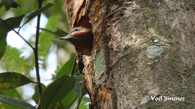 Stripe-cheeked Woodpecker - ML201108911