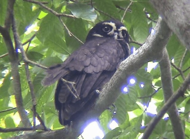 Spectacled Owl - ML201109031