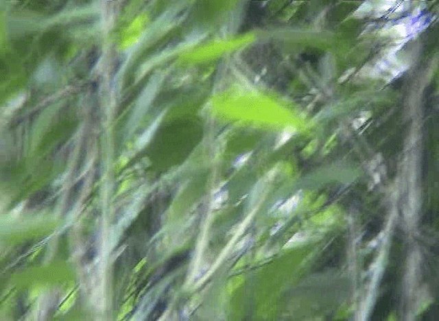 Spot-breasted Wren - ML201109041