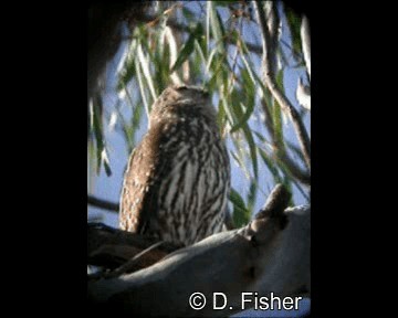 Barking Owl - ML201109601
