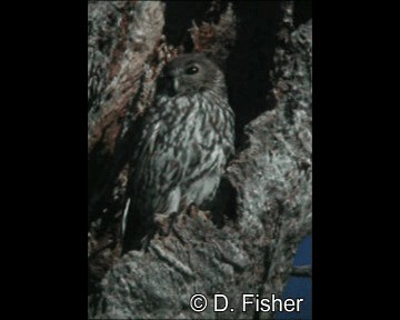 Barking Owl - ML201109611
