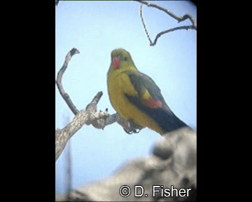 Sarı Prenses Papağanı - ML201109621
