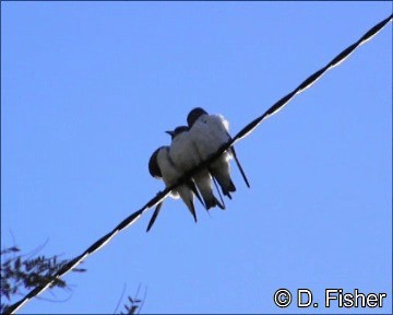 White-breasted Woodswallow - ML201109631