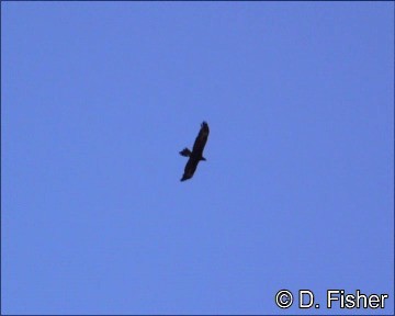 Wedge-tailed Eagle - ML201109661
