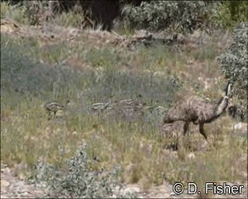 emu hnědý - ML201109691