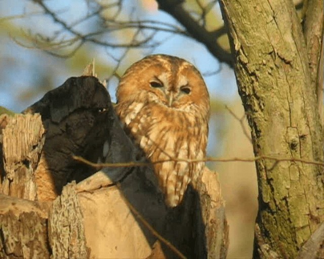 Tawny Owl - ML201109921