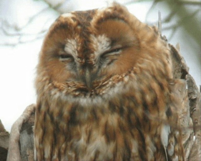 Tawny Owl - ML201109981