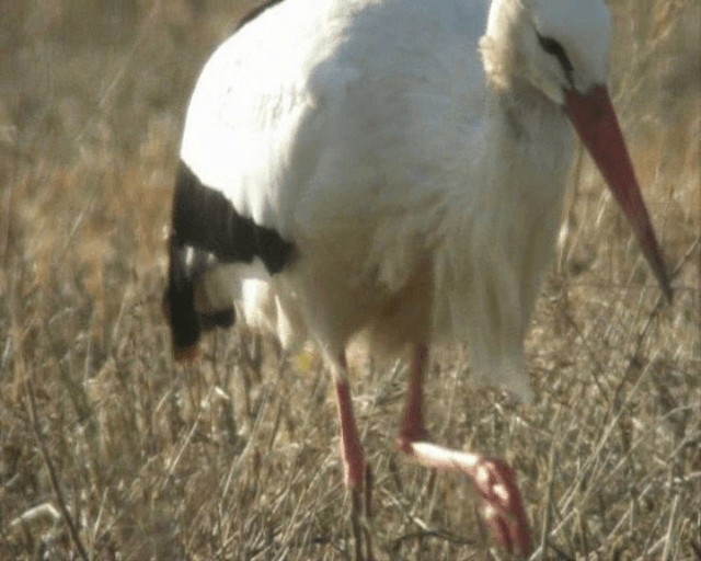 White Stork - ML201109991