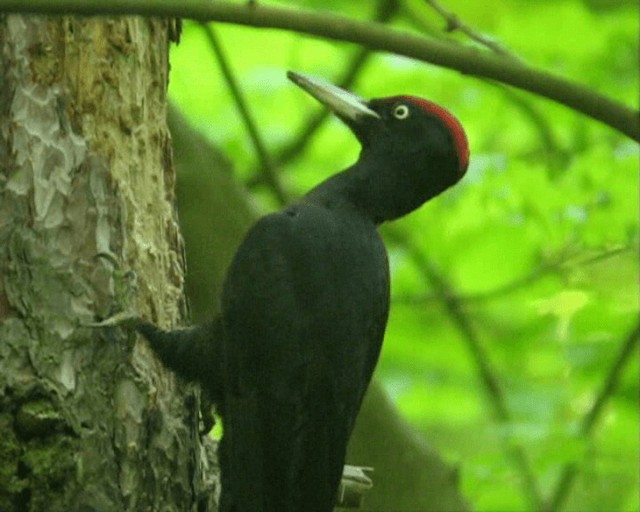 Black Woodpecker - ML201110051