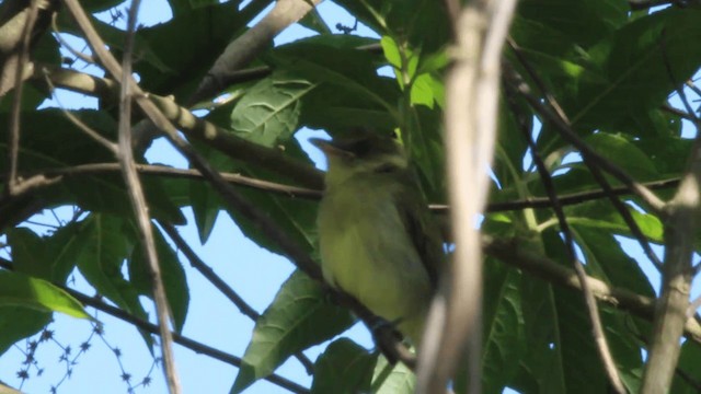 Gray-crowned Flatbill - ML201110331