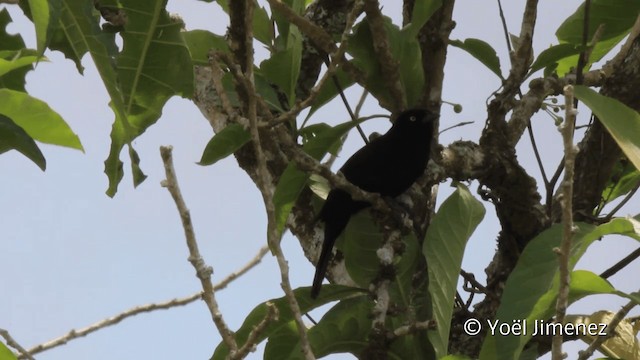 Pale-eyed Blackbird - ML201110751