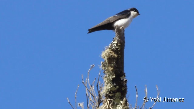 Blue-and-white Swallow (cyanoleuca) - ML201110781