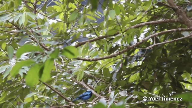 Masked Tanager - ML201110921