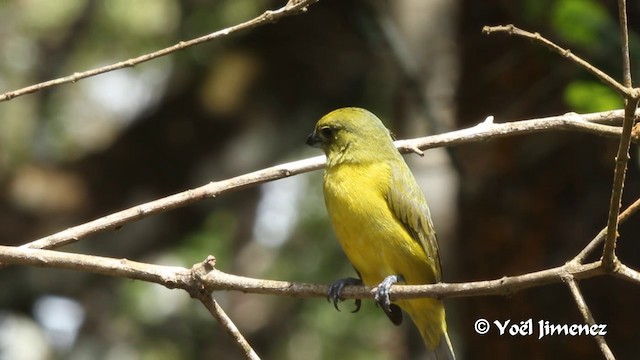 Thick-billed Euphonia (Black-tailed) - ML201111021
