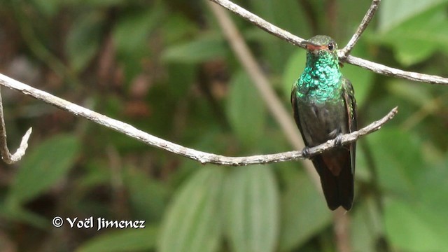 Rufous-tailed Hummingbird (Rufous-tailed) - ML201111061