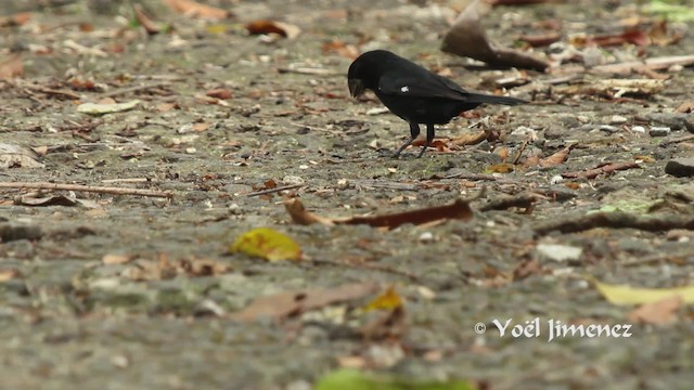Thick-billed Seed-Finch - ML201111091