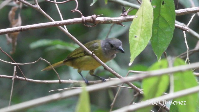 White-shouldered Tanager - ML201111251