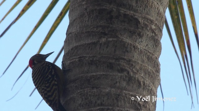 Hispaniolan Woodpecker - ML201111291