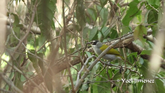 Black-crowned Palm-Tanager - ML201111311