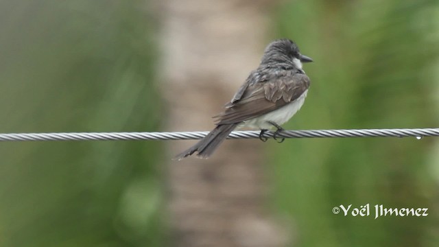 Gray Kingbird - ML201111381