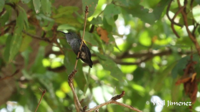Vervain Hummingbird - ML201111411