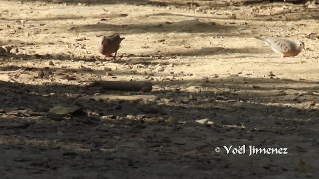 holoubek vrabčí - ML201111461