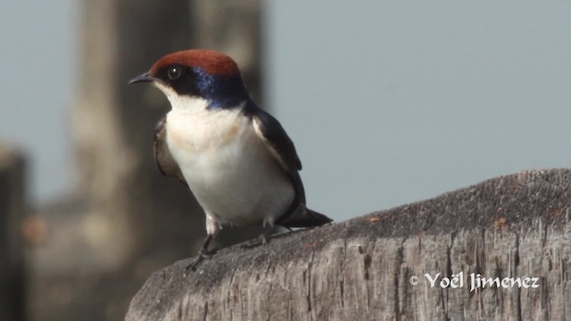 Wire-tailed Swallow - ML201111551