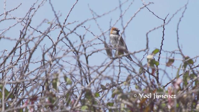 Great Rufous Sparrow - ML201111651