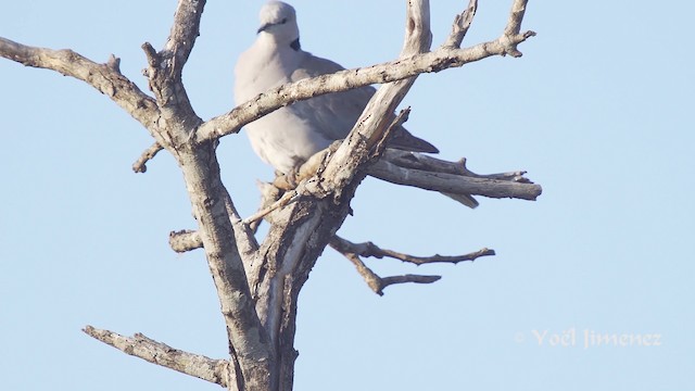 Ring-necked Dove - ML201111701
