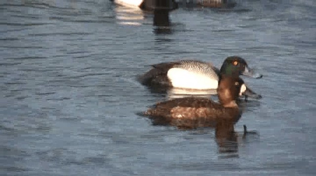 Greater Scaup - ML201111801