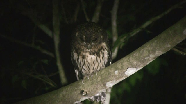 Mottled Owl (Mottled) - ML201111821