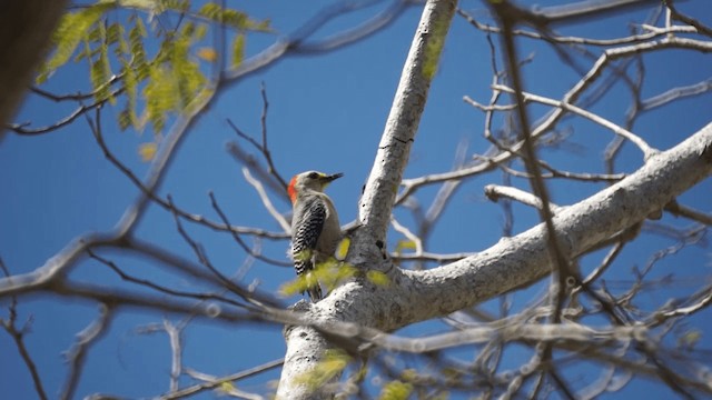 Yucatan Woodpecker - ML201112051