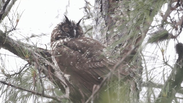 Stygian Owl - ML201112161