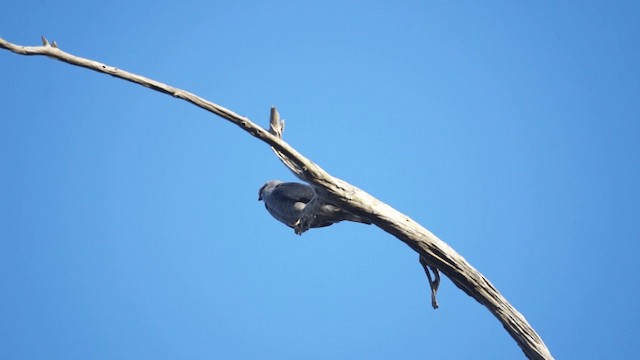 Plumbeous Kite - ML201112191