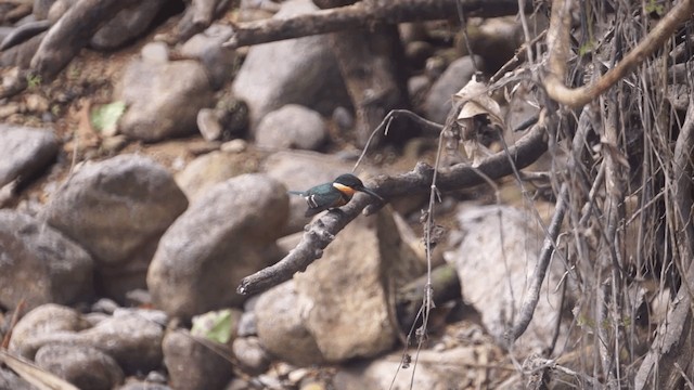 American Pygmy Kingfisher - ML201112201