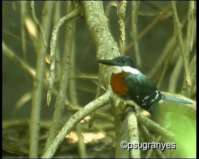 Green Kingfisher - ML201112651