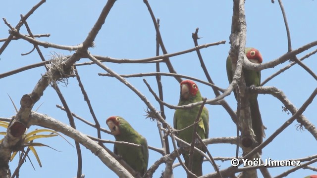 Red-masked Parakeet - ML201113091