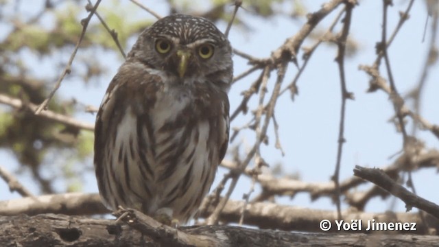 Peruvian Pygmy-Owl - ML201113191