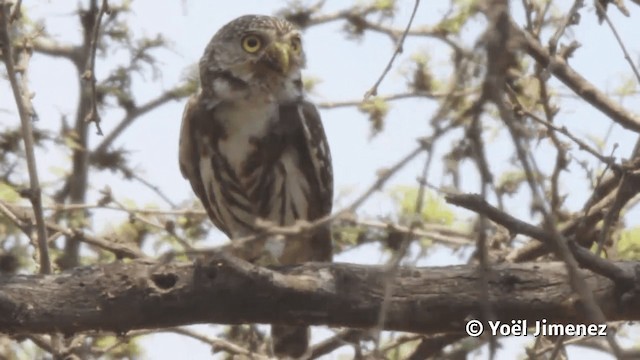 Peruvian Pygmy-Owl - ML201113201