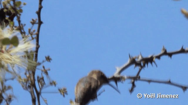 Colibri à queue courte - ML201113251