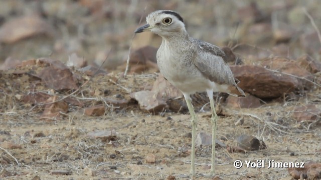  - Peruvian Thick-knee