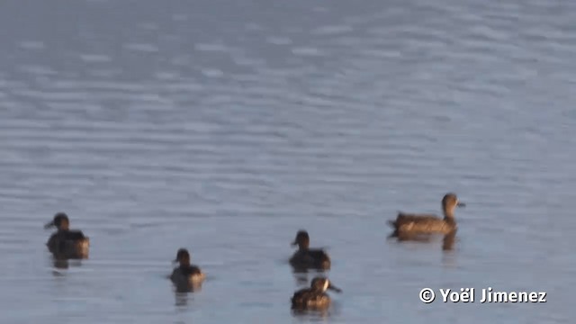 Blue-winged Teal - ML201113341