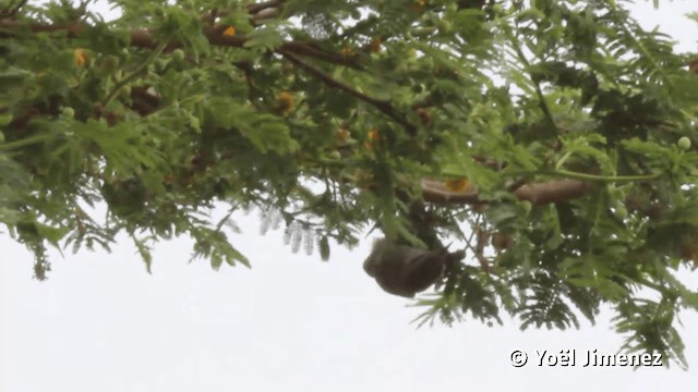 Necklaced Spinetail - ML201113401