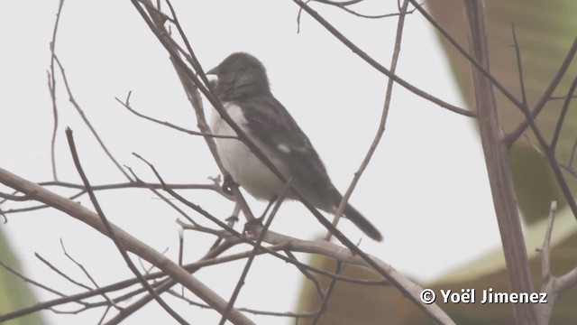 Chestnut-throated Seedeater - ML201113411