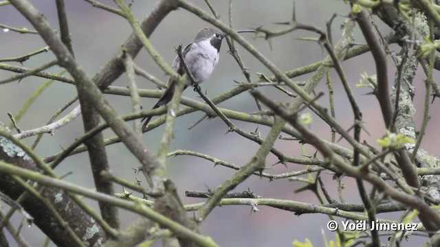 Oasis Hummingbird - ML201113641